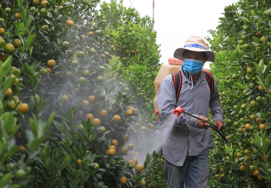 Tu Lien kumquat village bustling as Tet approaches