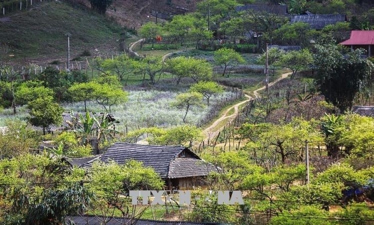 Peaceful and picturesque Moc Chau Plateau Peaceful and picturesque Moc Chau Plateau