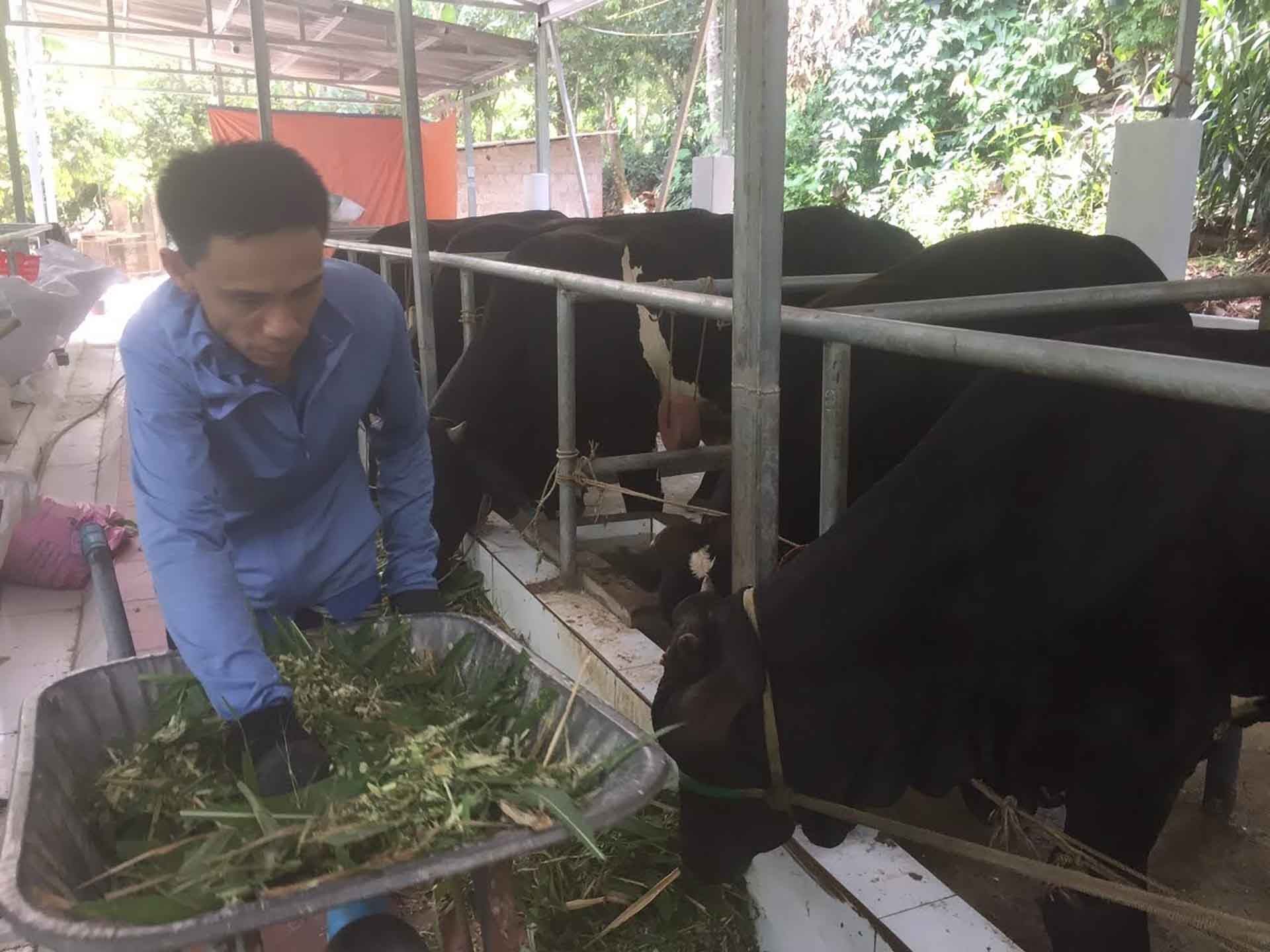 Anh Dương Văn Bình ngoài giờ làm việc tại xưởng sửa chữa điện tử còn tận tâm săn sóc đàn bò của mình. (Nguồn: Hội NNCĐDC tỉnh Thái Nguyên)