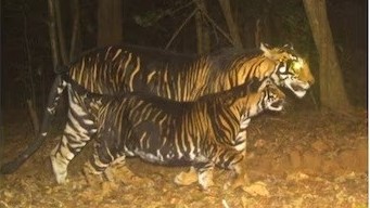 Ấn Độ: Đột biến gien hiếm gặp, một số cá thể hổ mang bộ lông màu đen đặc biệt