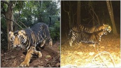 Ấn Độ: Đột biến gien hiếm gặp, một số cá thể hổ mang bộ lông màu đen đặc biệt