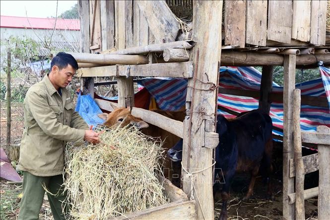 Người dân xã Chiềng Ngần (thành phố Sơn La) đưa đàn bò về nhốt tại chuồng để tiện chăm sóc trong những ngày giá rét.