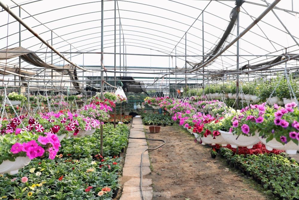 Khác biệt so với các làng hoa ở khu vực phía Bắc thường trồng theo luống, nông dân Xuân Quan trồng hoa trong chậu treo, trong bịch, đem lại hiệu quả kinh tế cao.