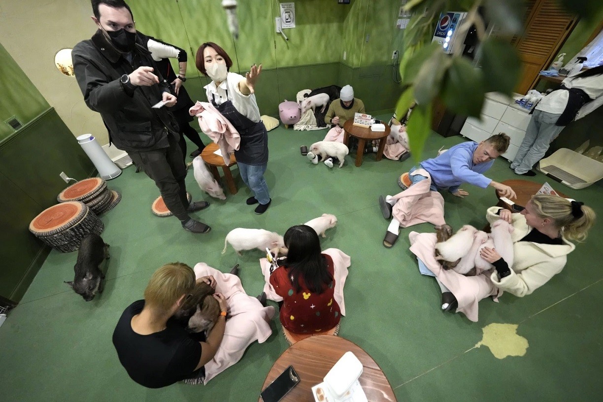Nhật Bản: Độc đáo quán cà phê với những chú lợn nhỏ bé hút du khách trong nước và quốc tế