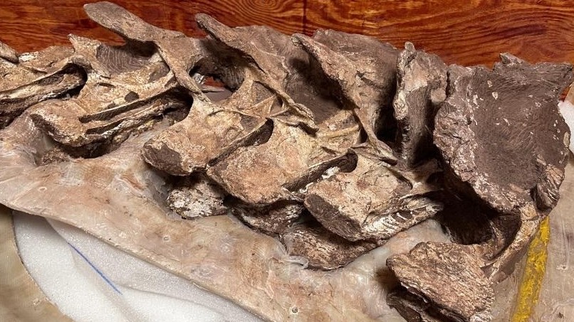 Trung Quốc xác định hóa thạch xương khủng long cách nay 90 triệu năm là loài mới biết đến