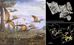 Scotland phát hiện phần hóa thạch còn lại của loài bò sát bay trên một tảng đá lớn