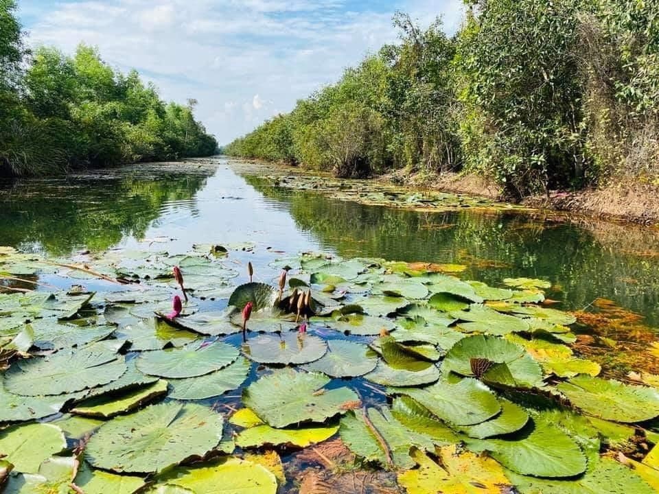 Dong Thap Muoi: Masterpiece of natural castle