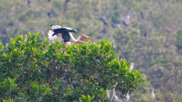 Dong Thap Muoi Ecological Reserve: An "invitation of nature"