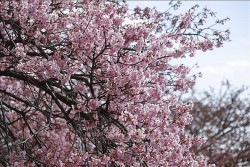 Hoa anh đào Nhật Bản nở sớm đón nắng Xuân