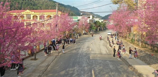 Ngỡ ngàng trước vẻ khoe sắc của hoa Tớ Dày ở Mù Cang Chải