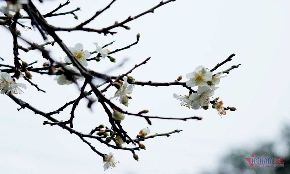Đầu năm du xuân ở đâu: Lộ diện vườn hoa mơ nở trắng, đẹp lộng lẫy như thiên đường giữa đại ngàn