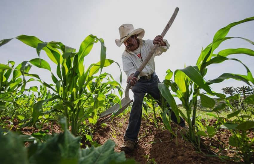 Ngành nông sản-thực phẩm Mexico 'bội thu', liên tiếp xuất siêu kỷ lục