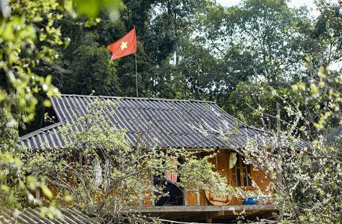 Phieng Ban valley blanketed with white plum blossoms in Dien Bien Phu city