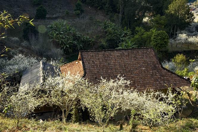 Phieng Ban valley blanketed with white plum blossoms in Dien Bien Phu city
