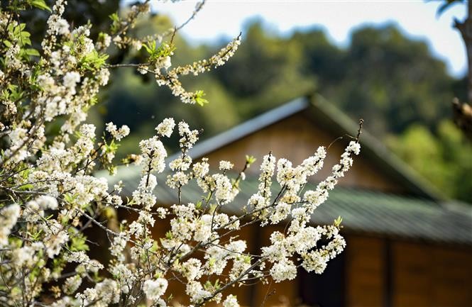 Phieng Ban valley blanketed with white plum blossoms in Dien Bien Phu city