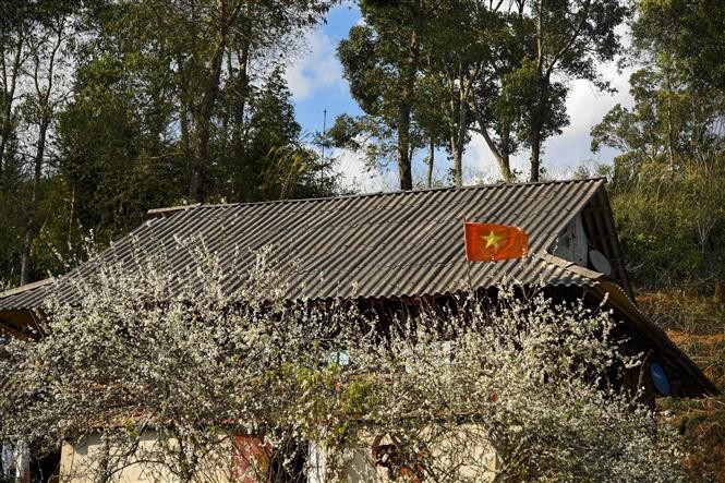 Phieng Ban valley blanketed with white plum blossoms in Dien Bien Phu city