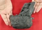 Nhật Bản: Hóa thạch xương hàm khủng long Tyrannosaurid lần đầu tiên được tìm thấy