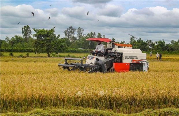 Rice sector needs stronger linkage chain: MARD