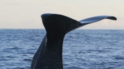 Nhật Bản: Ngày càng nhiều cá voi mắc cạn trong vịnh Osaka do hiện tượng ấm lên toàn cầu