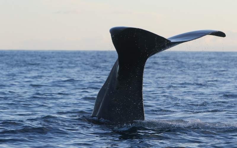 Nhật Bản: Ngày càng nhiều cá voi mắc cạn trong vịnh Osaka do hiện tượng ấm lên toàn cầu