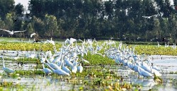 'Healing' travel experience at Dong Thap Muoi Conservation Area