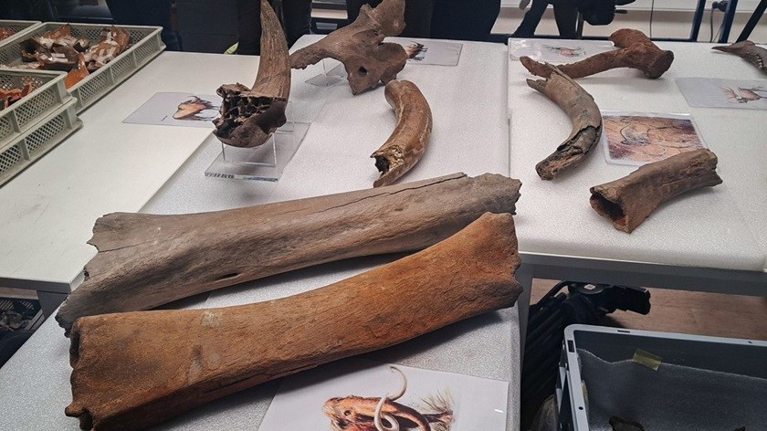 Bỉ phát hiện xương voi ma mút và hươu đỏ trong quá trình khai quật khảo cổ