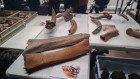 Bỉ phát hiện xương voi ma mút và hươu đỏ trong quá trình khai quật khảo cổ