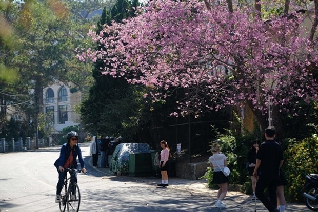 Tourists flock to Da Lat after Tet to admire flowers