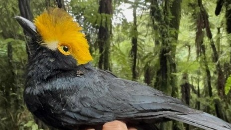 Bất ngờ chụp được bức ảnh đầu tiên về loài chim mũ mào vàng sau gần 20 năm