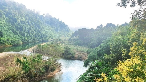 Quang Binh to plant 50,000 indigenous trees in local natural reserve