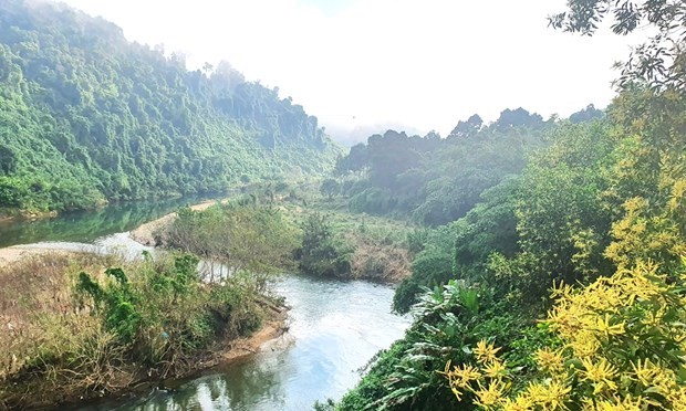 Quang Binh to plant 50,000 indigenous trees in local natural reserve