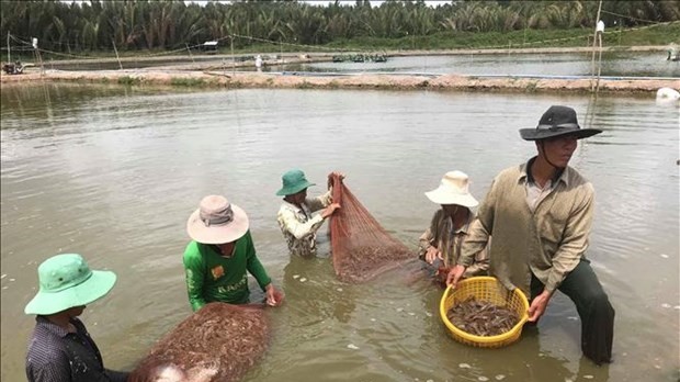 Conference seeks measures for shrimp sector's sustainable development: MARD