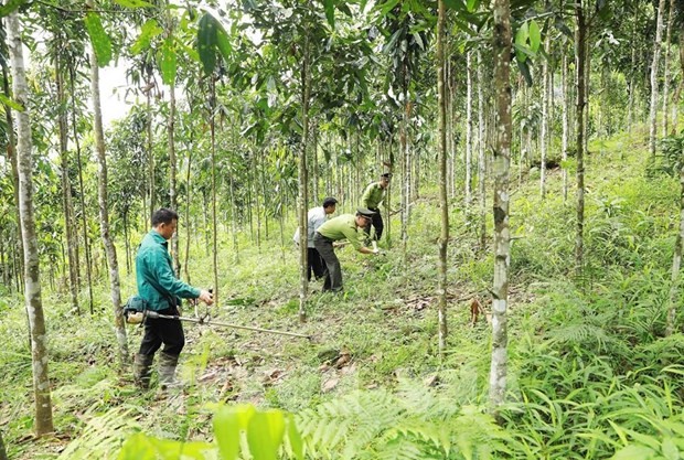 Large-timber forest area to be expanded to 1 million ha by 2030: MARD