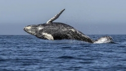 Nhiệt độ nước biển Bắc Thái Bình Dương tăng cao, lượng cá voi lưng gù giảm đột ngột