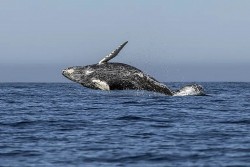 Nhiệt độ nước biển Bắc Thái Bình Dương tăng cao, lượng cá voi lưng gù giảm đột ngột