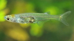 Bí ẩn loài cá nhỏ bé tạo âm thanh có thể thành sóng nước giúp di chuyển tốt hơn