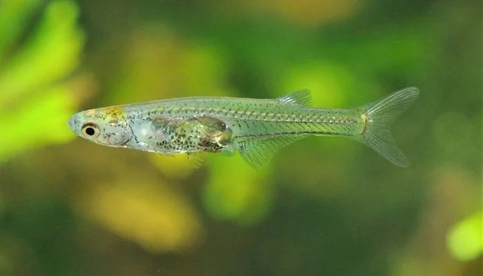 Loài cá nhỏ bé tạo âm thanh có thể thành sóng nước giúp di chuyển tốt hơn