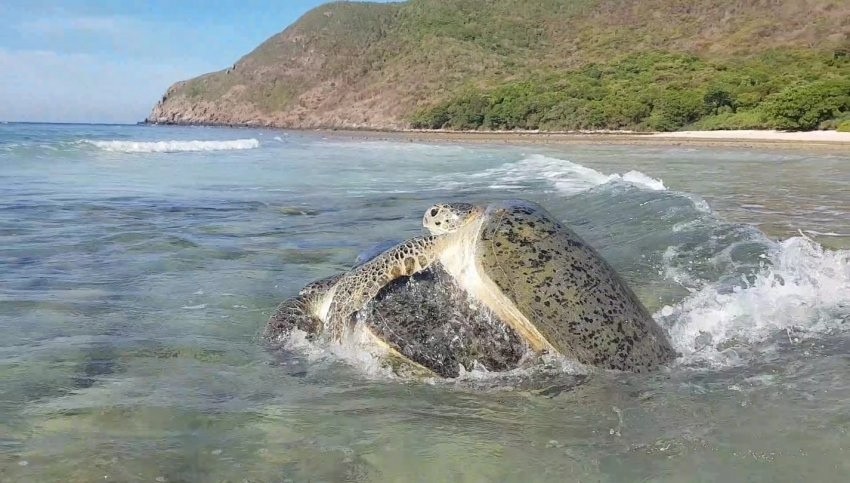Độc đáo hoạt động sinh sản của rùa biển quý hiếm tại Vườn quốc gia Côn Đảo