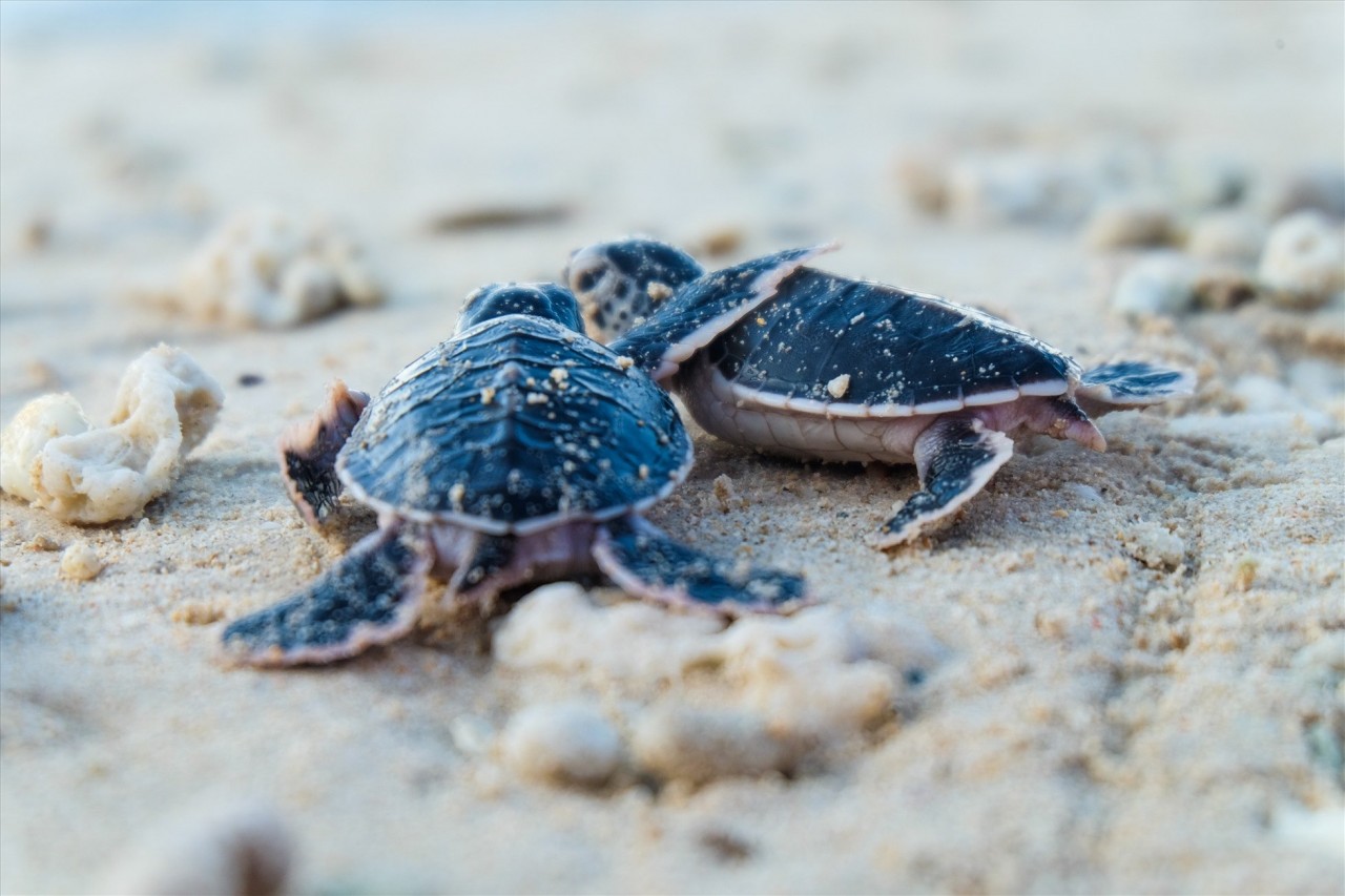 Độc đáo hoạt động sinh sản của rùa biển quý hiếm tại Vườn quốc gia Côn Đảo