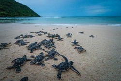 Côn Đảo - điểm đến hoang sơ đầy cuốn hút