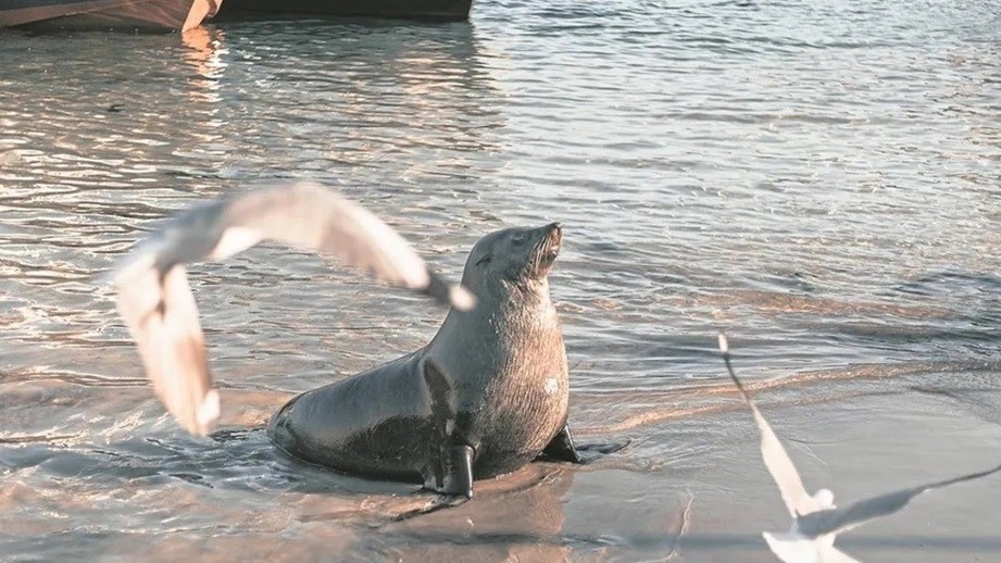 Nam Phi khuyến cáo hiện tượng hiếm gặp hải cẩu tấn công khách du lịch lặn biển