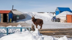Mông Cổ: Mùa Đông giá rét, đóng băng, tuyết bao phủ, hơn 3 triệu gia súc bị chết