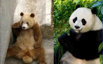 Trung Quốc tìm thấy nguyên nhân di truyền một số gấu trúc có bộ lông màu nâu