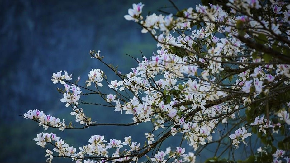 Điện Biên: Tan chảy với miền hoa ban nở rộ trên khắp cung đường thơ mộng, quanh co