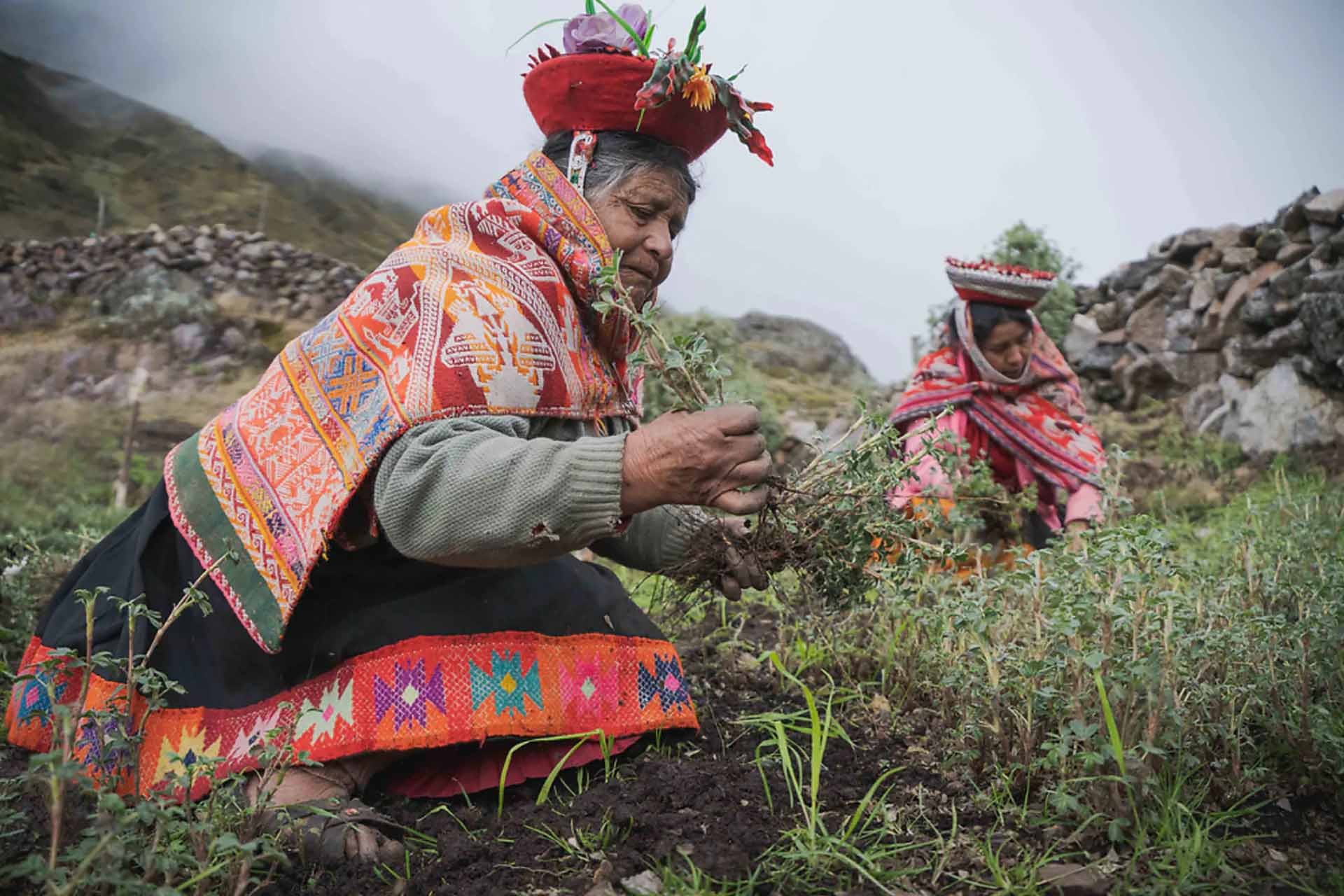 Những người dân bản địa tham gia trồng cây trên dãy Andes. (Nguồn: onetreeplanted.org)