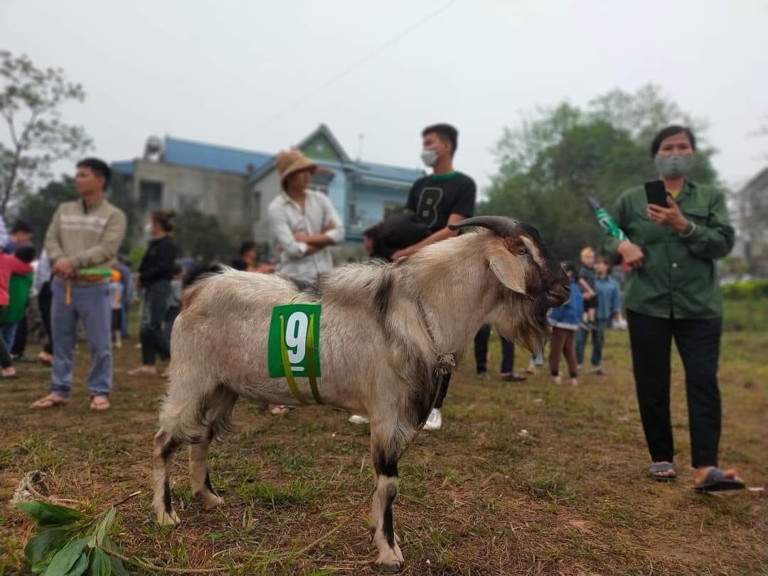 Goat Festival - A Unique Cultural Feature of Spring by the GNI in Tuyen Quang Province