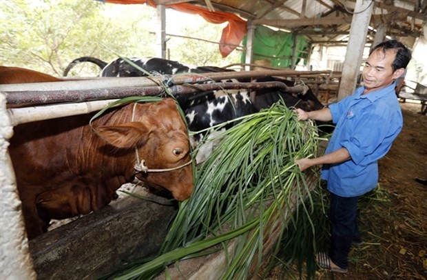 Vietnam has over 1.58 million poor, near-poor households in 2023: Ministry | Society | Vietnam+ (VietnamPlus)