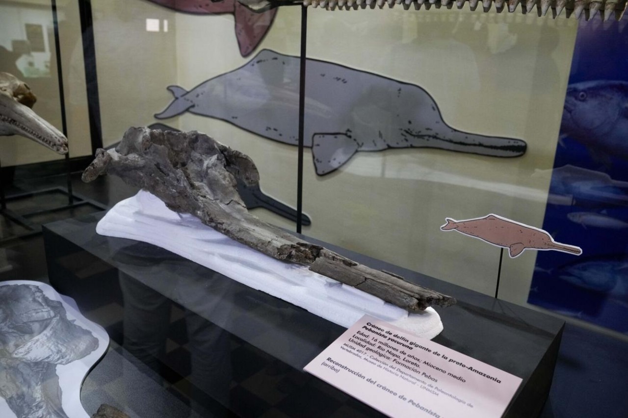 Peru phát hiện hóa thạch cá heo sông 16 triệu năm tuổi