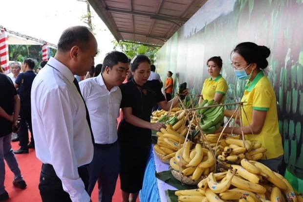 Banana is among the fruits holding big potential for export to Japan. (Photo: nhandan.vn)