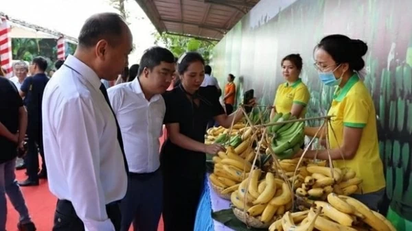 First Vietnamese Fruit Festival to be held in Beijing from September 29-30